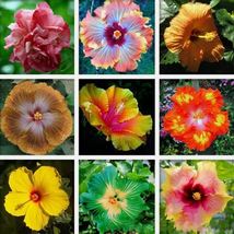 100pcs Exotic Hibiscus Seeds - Grow Stunning Perennial Flowers - £11.58 GBP