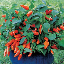 Pepper Sweet Orange Vegetable Seeds 30 seeds very tasty with a hint of h... - $5.75