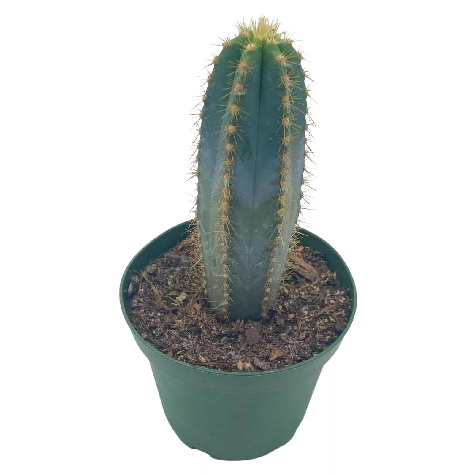 Blue Columnar Cactus Pilosocereus pa inycladus Cacti Column Cactus Blue ... - £31.15 GBP