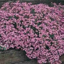 Rafhstore 500 Pink Rock Soapwort Saponaria Ocymoides Flower Seeds Us Seeds - £8.17 GBP