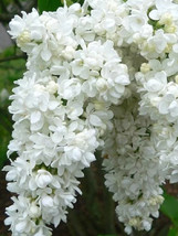 100 Seeds Syringa Vulgaris Seeds White Lilac Multi Stemmed Small Tree Garden - £3.91 GBP