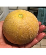 30 SEEDS MINNESOTA MIDGET CANTALOUPE MELON ORGANIC HEIRLOOM GROW SWIFTLY... - $8.35