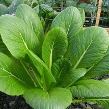 USA Seller Komatsuna Mustard Green Seeds Japanese Spinach Chinese Bok Choy Cabba - £10.98 GBP