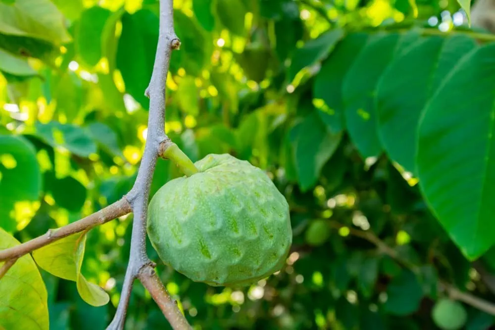 Custard Apple Seeds 5 Annona cherimola Great for Bonsai - $13.36