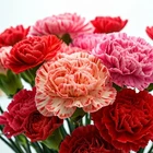 CARNATION DOUBLE MIX SEEDS DIANTHUS FLOWERS BLOOMS  600+ Seeds - $6.89 CAD