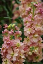 50+ APRICOT EVENING OR NIGHT SCENTED STOCK FLOWER SEEDS ANNUAL MATTHIOLA - £7.82 GBP
