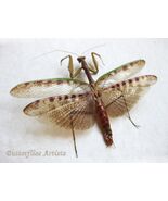 African Camouflaged Praying Mantis Mantidae Species Rare Framed Shadowbox - $98.00