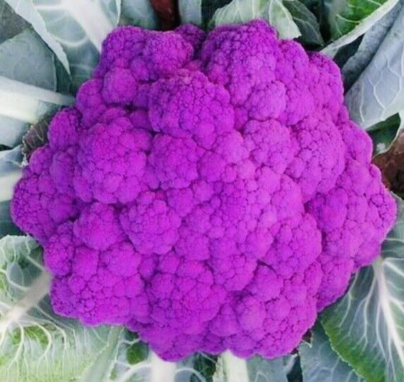 Purple Broccoli Seeds Fresh Harvest New Fresh  - $3.98