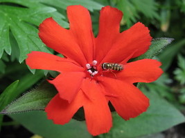 25 Vesuvius Campion Red Orange Lychnis Arkwrightii Catchfly Flower Seeds Combsh  - $14.90