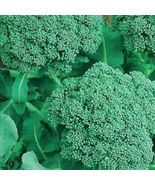 50 Of Broccoli Seeds | NON-GMO | Heirloom | Fresh Garden Seeds - $2.99