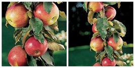 Columnar Apple Tree Scarlet Sentinal 1 Gallon Potted and Grafted Dwarfing - $119.99