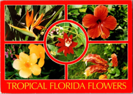 Tropical Florida Flowers,Bird of Paradise, Hibiscus, Allamanda, Shrimp Plant - £5.16 GBP