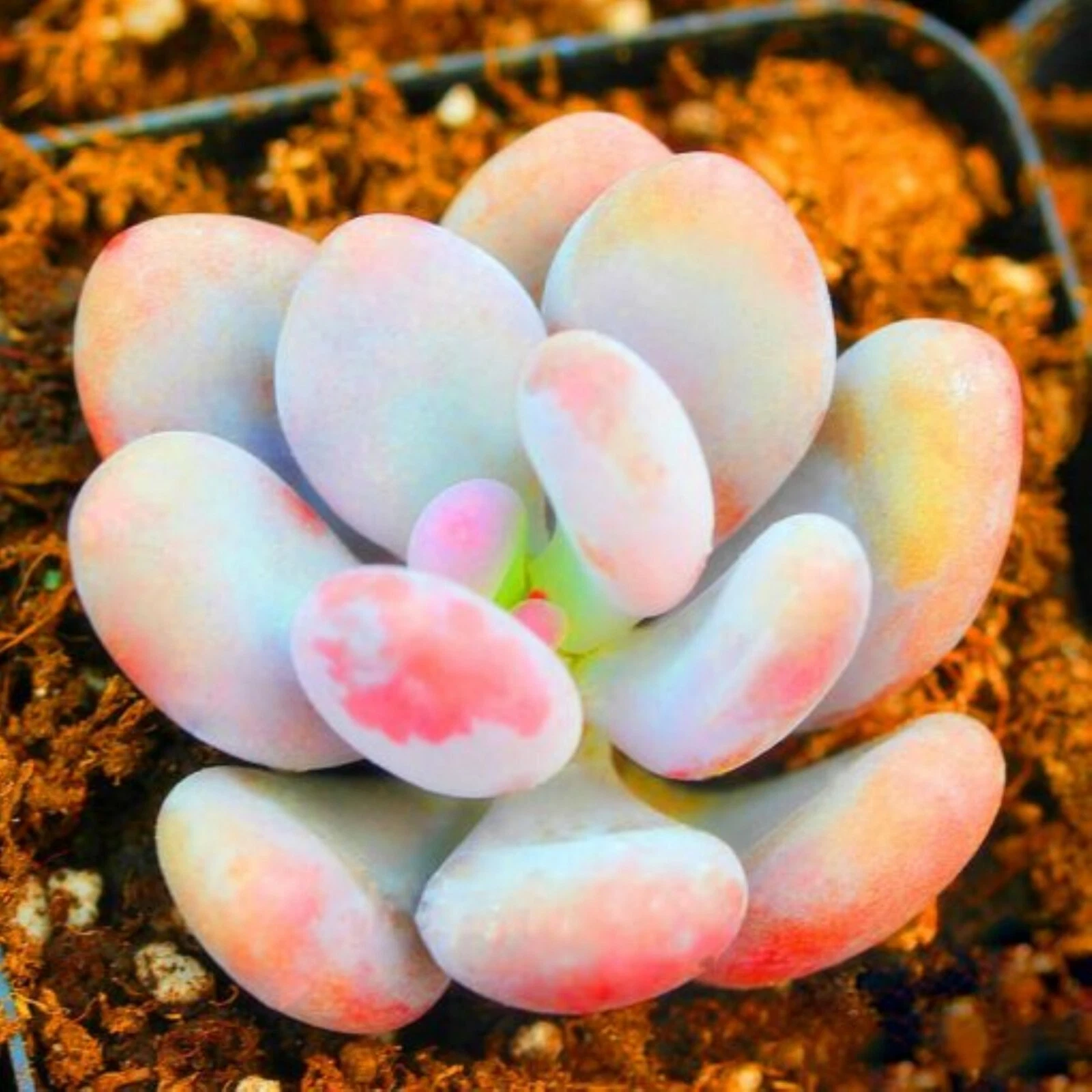 Lithops bonsai SS0717 Living Stones Flower Succulent Cactus Rare Succule... - $10.63