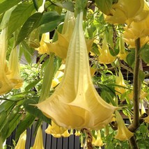 Grow In US 10 Aztec Gold Rose Angel Trumpet Seeds Flowers Seed Brugmansia Datura - £8.72 GBP