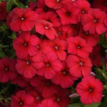 100+ Gisele Red Phlox Seeds – Bright Perennial Ground Cover Flowers - $16.50