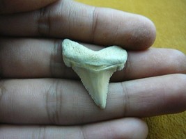 (sr205-i) 1-1/4&quot; Fossil ANGUSTIDENS SHARK TOOTH Gold or Silver wired nec... - $394.00 MXN