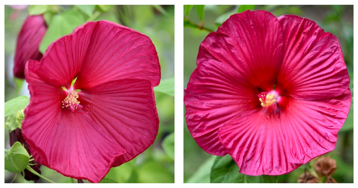 Primary image for 1 Starter Plant Plug Hibiscus moscheutos Luna Rose | Hardy Hibiscus | Live Plant