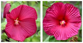1 Starter Plant Plug Hibiscus moscheutos Luna Rose | Hardy Hibiscus | Li... - £29.19 GBP