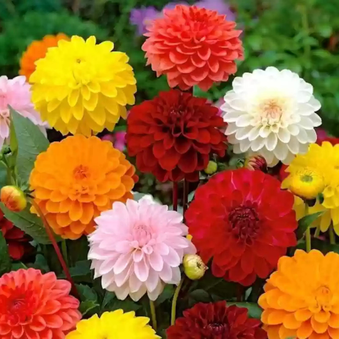Mixed Dahlia Flower 50 PCS Seeds - $7.87