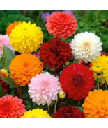 Mixed Dahlia Flower 50 PCS Seeds - $7.87