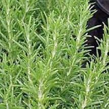 Rosemary, Herb Seed, Heirloom, 20+ Seeds, Healthy and Tasty Herb. The Germinatio - $2.99