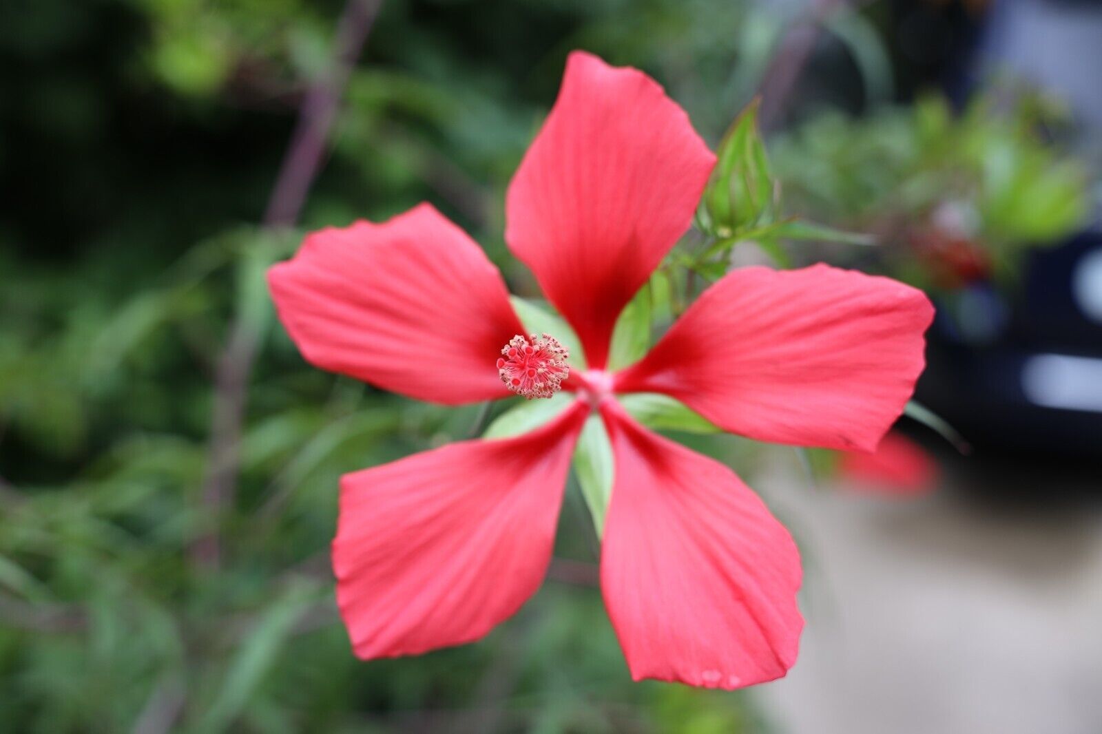 30 Seeds Texas Star Hibiscus Red Hibiscus Coccineus Crop &amp; Organic Fresh... - $4.78