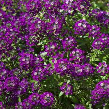200 Seeds Alyssum Oriental Nights Ground Cover Purple Garden Plants - £11.10 GBP