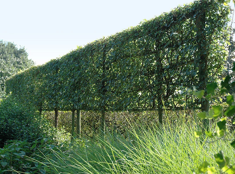 Exotic maple HEDGE MAPLE Plant living fence 16 SEEDS - $9.44 CAD