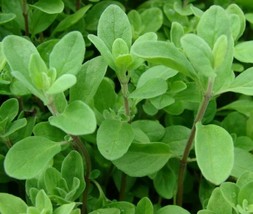 SR12Store Sweet Marjoram Seeds 2000 Aroma Herb Garden Annual Nongmo US Product - $8.62