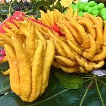 5+ Buddha&#39;s Hand Lemon Seeds for Garden Planting | Fragrant Lemon Seed - $228.24 MXN