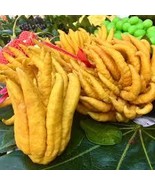 5+ Buddha&#39;s Hand Lemon Seeds for Garden Planting | Fragrant Lemon Seed - €10,41 EUR