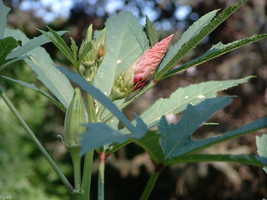 25 Argentina Tropical Okra Seeds-1328 - £3.13 GBP