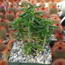 Live Plant Crassula tetragona Cactus Cacti Succulent Real  - £36.12 GBP