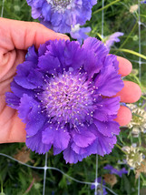 50 Seeds Scabiosa Caucasica &#39;Fama Deep Blue&#39; Beautiful - $9.48