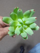 Artificial Succulent Plants, Mini Unpotted Faux Brand New (Fast ship) (6... - $7.91