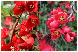 Chaenomeles Japonica Red Flowering Quince (1) 6-12” Live Plant Bush/Bonsai - $55.99
