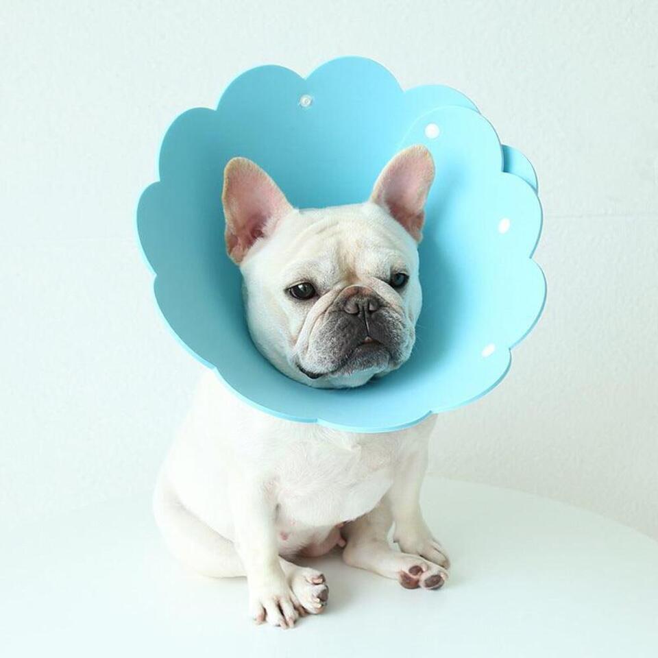 Sunflower Pet Recovery Collar Head Cover - $6.84+
