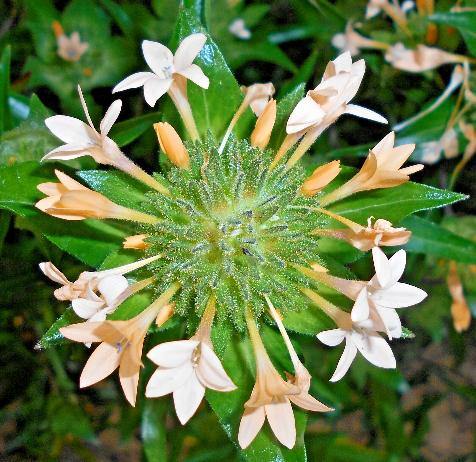 800 LARGE FLOWERED PHLOX Seeds (Collomia grandiflora) Annual Cold Weathe... - $18.83