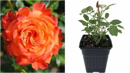 2.5&quot; Pot Miniature Orange Rose Bush Mandarin Sunblaze Live Plant Fragrant/Hardy  - £43.05 GBP