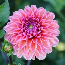 KKG 25 Daisy Duke Dahlia Seeds Flower Perennial Flower 1109 Easy Grow - $9.16
