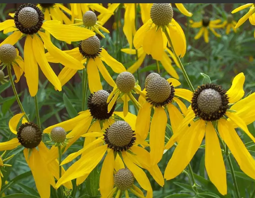 Coneflower GREY-HEADED Perennial Early Blooms Pollinators Bees Non-GMO 5... - $9.67