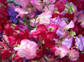 Sweet Pea Royal Mix Fragrant 33 Seedsgarden Beautiful USA Seller - £10.01 GBP