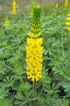 50 Seeds GOLDEN LUPINE Lupinus Densiflorus Yellow Hummingbird Flower - £13.73 GBP