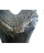 6 INCH LONG MEGALODON TOOTH REPLICA BIG FOSSIL GIANT RELIC TEETH HUGE SH... - $32.62