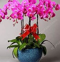 200 Seeds Orchid Flowers For Rooms Perennial Flowers Potted Bonsai Phala... - $8.36