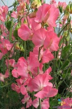 50 Mammoth Cream Pink Sweet Pea Seeds Garden Free Ship - £10.40 GBP