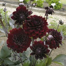 100Seeds Dahlia Arabian Night, Amazing DIY Home decorative flower plant,... - $30.00