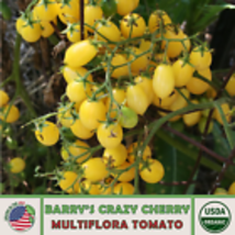  Barry&#39;s Crazy Cherry Multi-Flora Tomato Seeds, Genuine Organic, USA 10 Seeds - £10.37 GBP