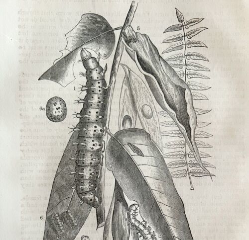 Silk Worm Life Cycle Stages 1863 Victorian Farming Insect Art DWZ4A - $49.99