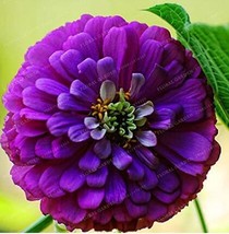 Best SELLER USA 50 Seeds Classic Zinnia Elegans Flower Seeds - £7.09 GBP